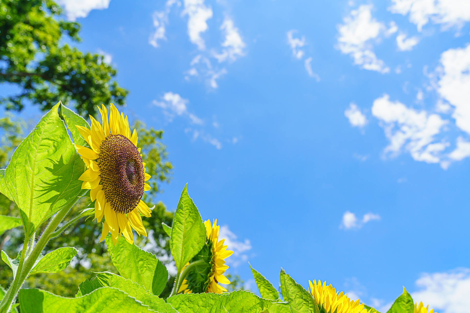夏季休業のお知らせの画像