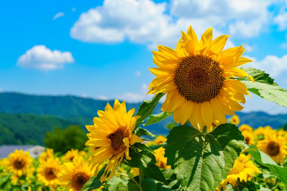 夏季休業のお知らせの画像